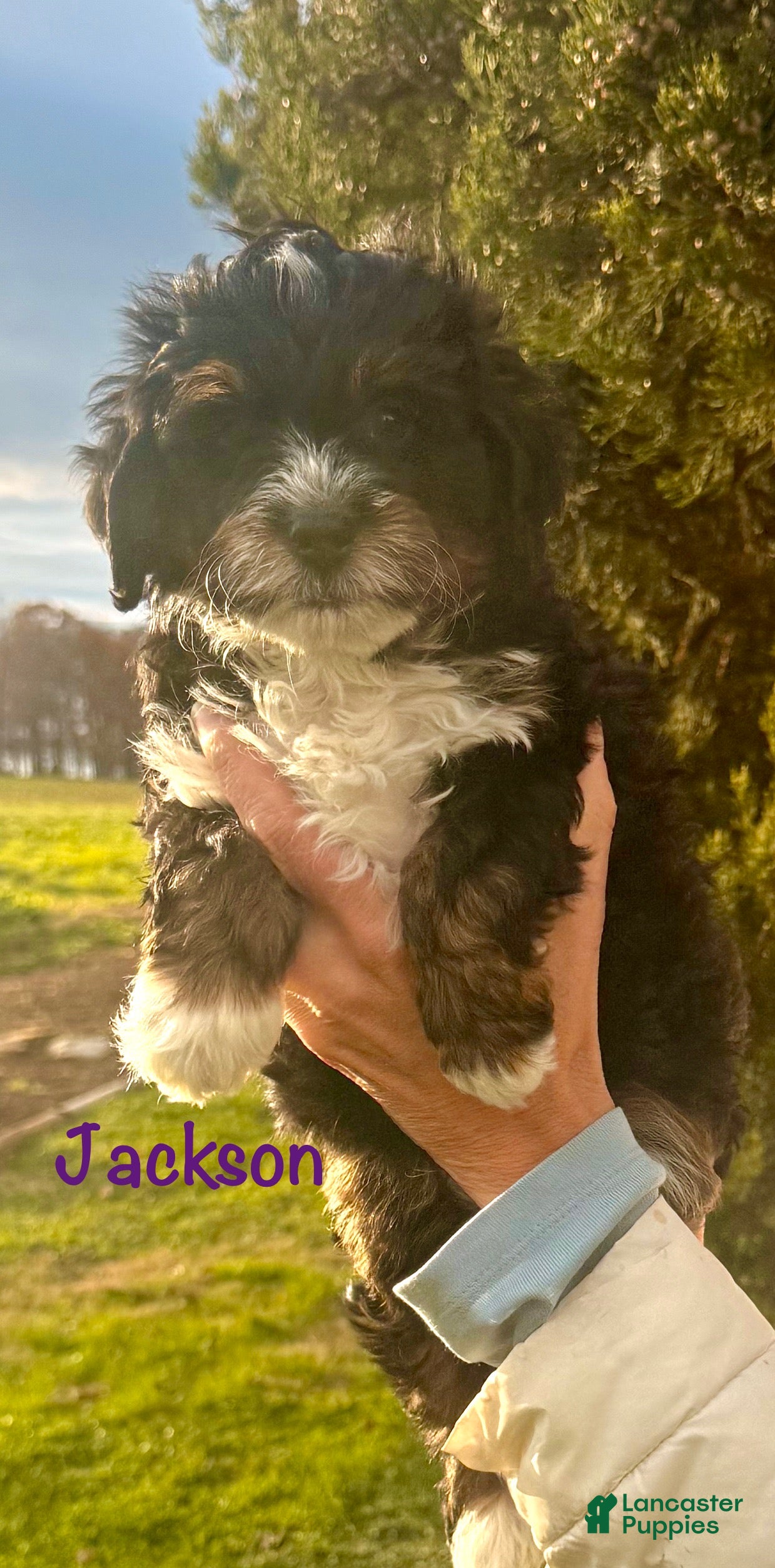 Mini Bernedoodle dogs Jackson - Ad 8