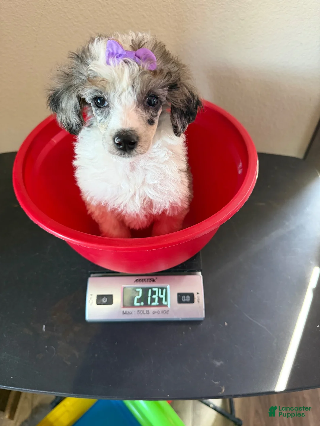 Miniature Poodle dogs for sale: Akc Clear 🧬 Tested Blue Merle Phantom Parti 🩷 - Ad 10