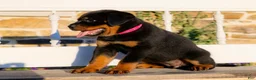 Rottweiler dogs for sale: Skye - Ad 4