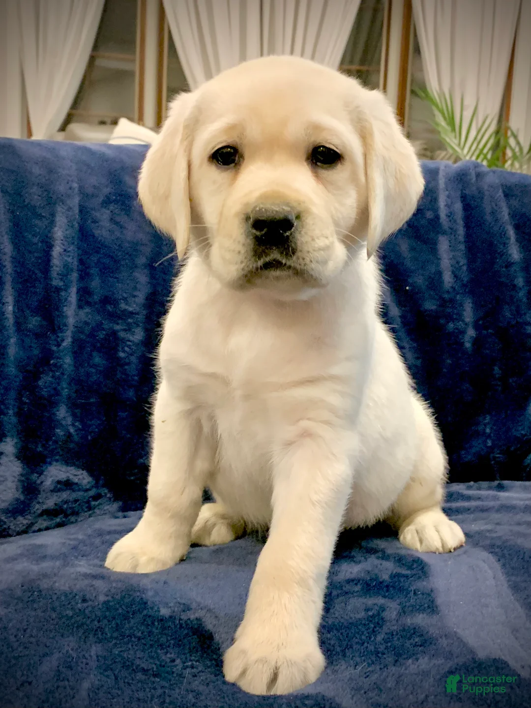 Labrador Retriever dogs for sale: Hazel - Ad 6