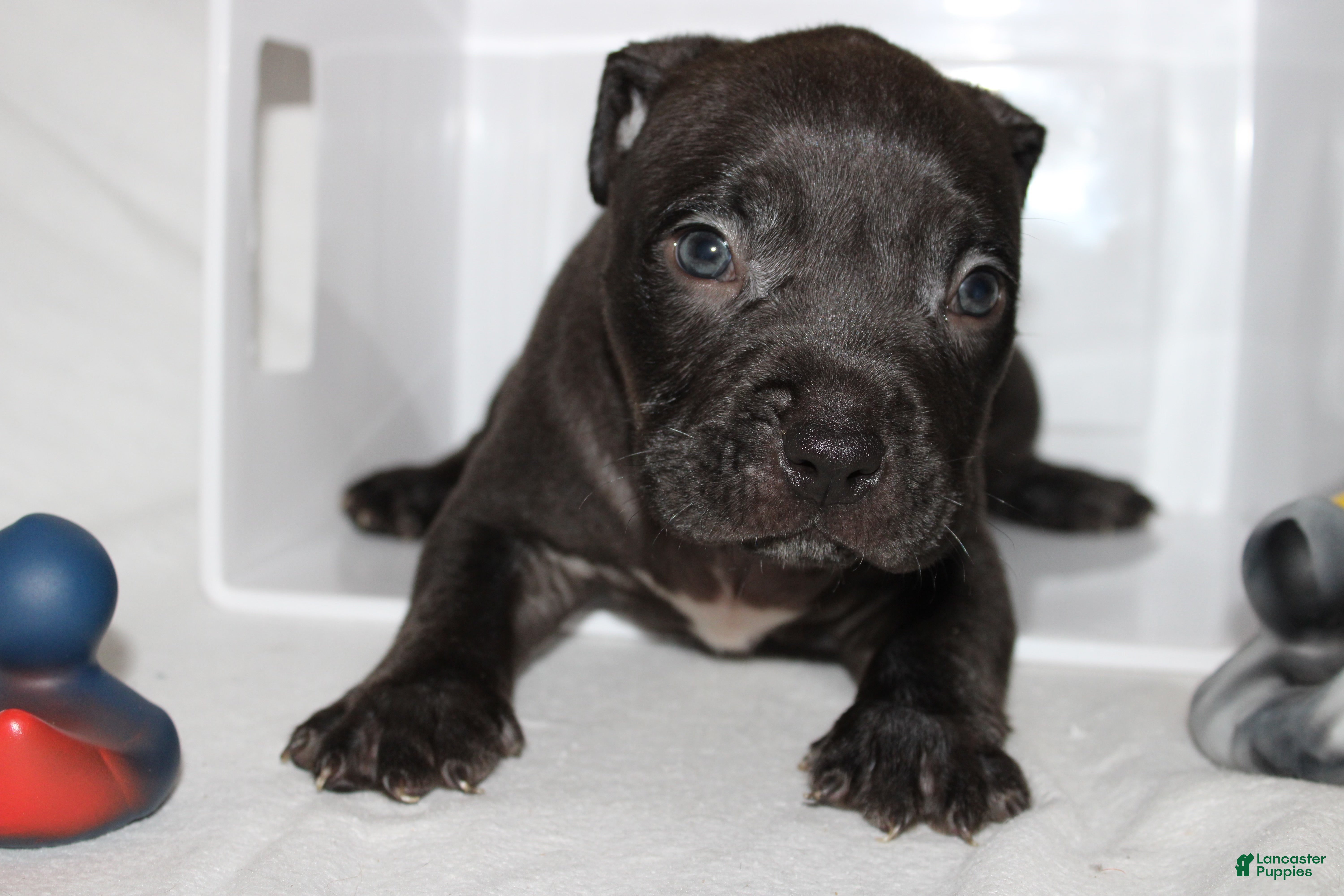 American Bully dogs Dj - Ad 42