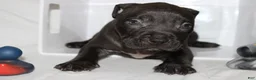 American Bully dogs for sale: Dj - Ad 1