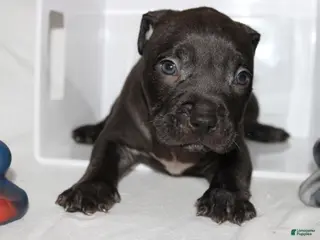 American Bully dogs Dj - Ad 42