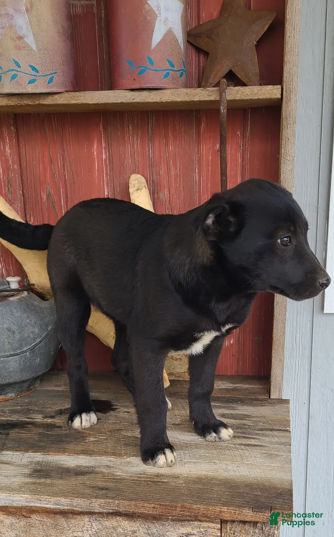 Mixed Breed dogs for sale: Mixed Breed Puppy 4 - Ad 3
