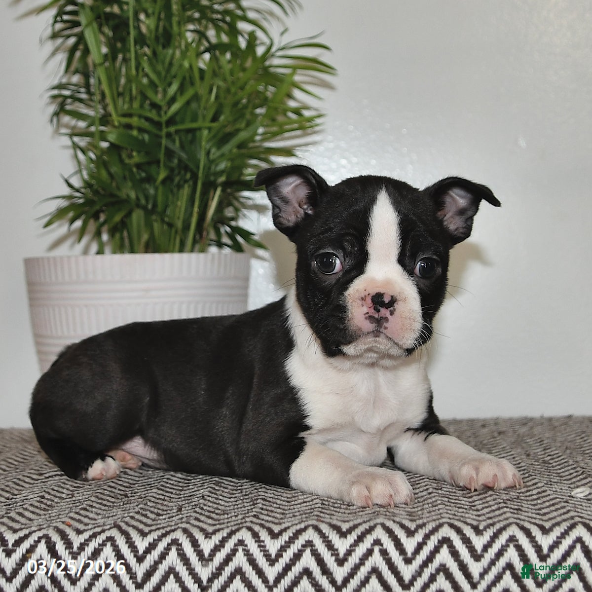 Boston Terrier dogs Paige - Ad 2