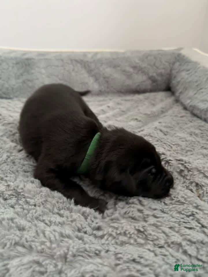 Mixed Breed dogs Green - Ad 2