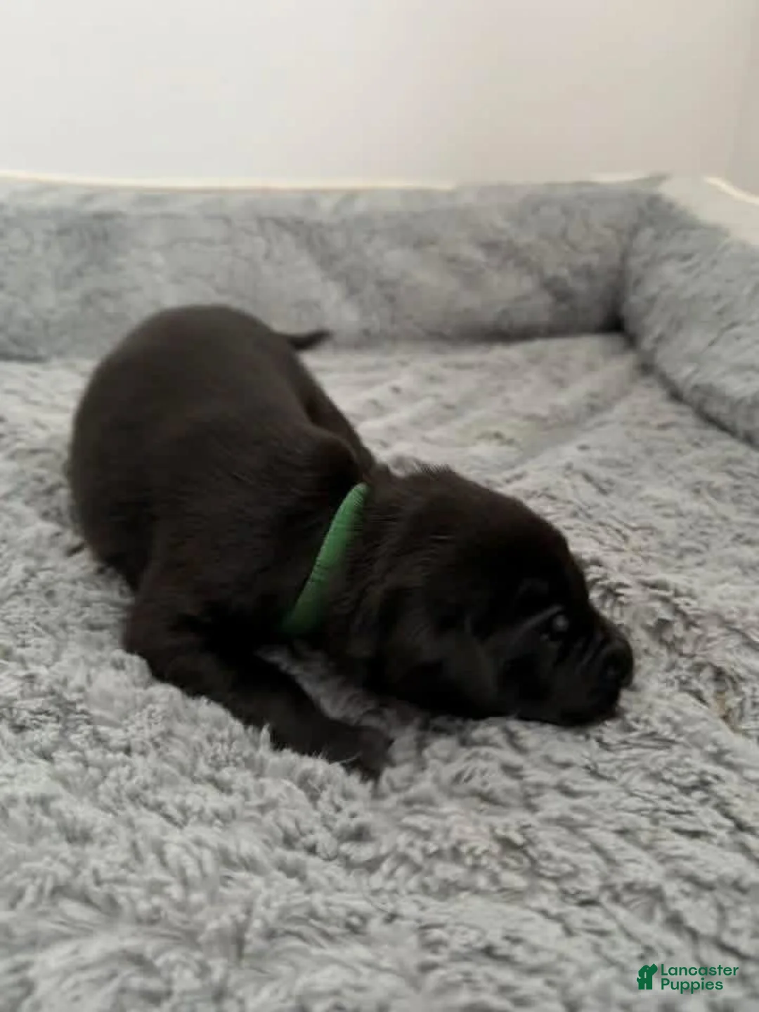 Mixed Breed dogs for sale: Green - Ad 1
