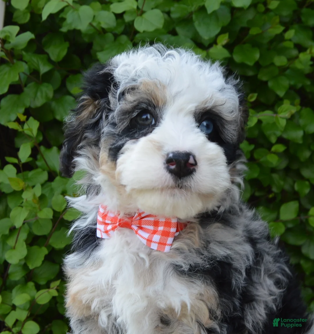 Mini Bernedoodle dogs for sale: Bella - Ad 2