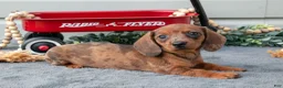 Miniature Dachshund dogs for sale: Marcy - Ad 1