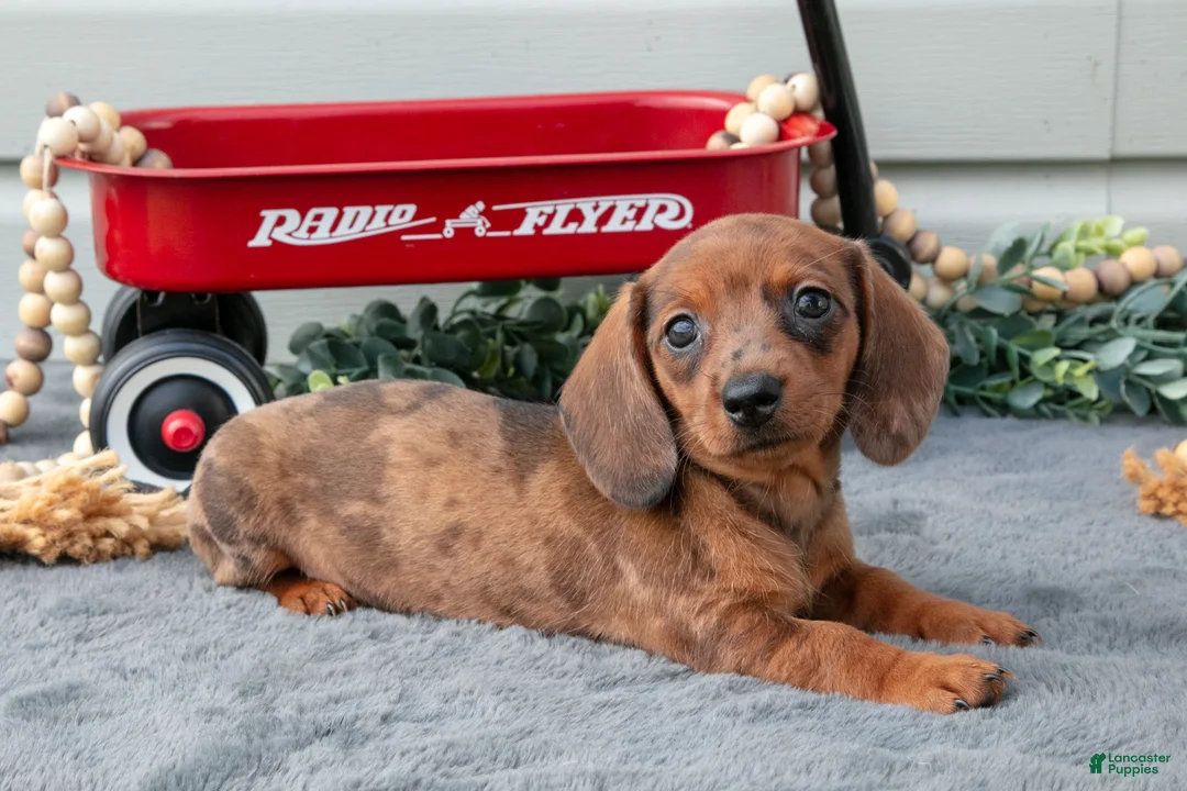Miniature Dachshund dogs for sale: Marcy - Ad 1