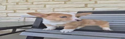 Welsh Corgi Pembroke dogs for sale: Talia - Ad 5
