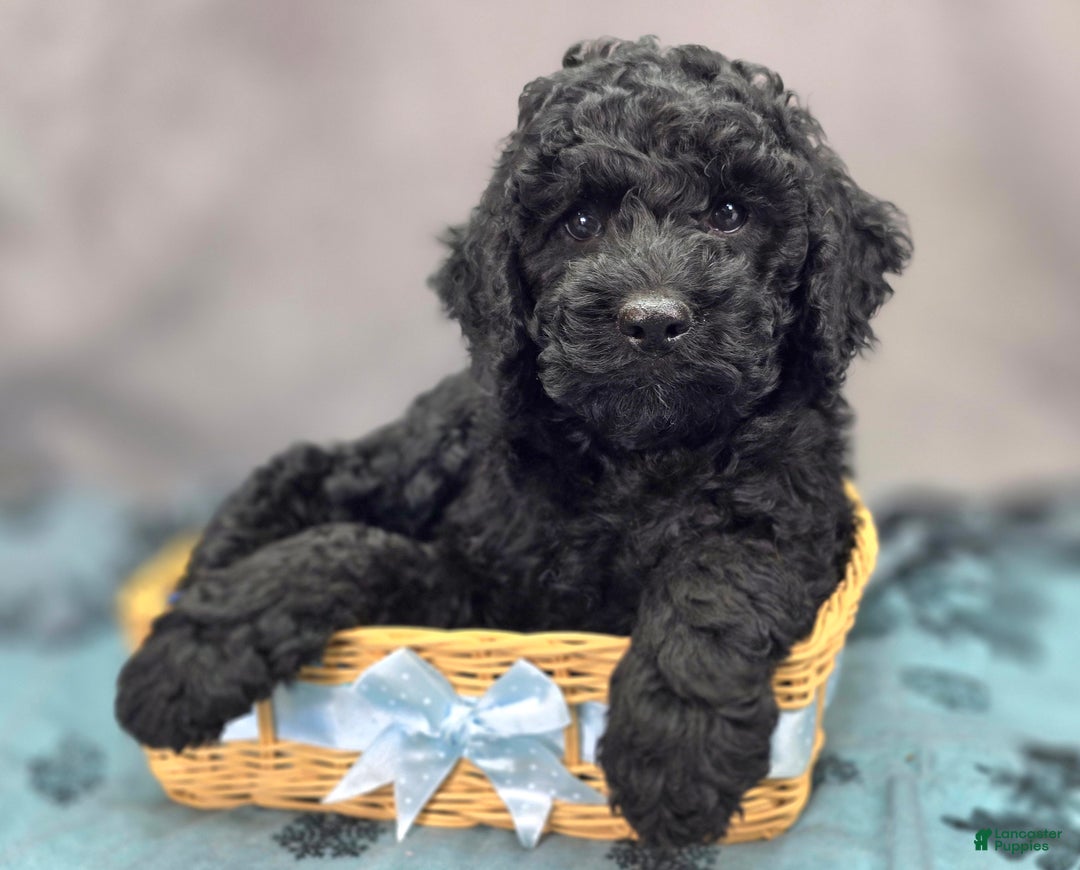 Cockapoo dogs for sale: Foggy - Ad 3