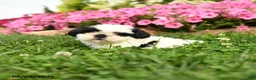 Shih Tzu dogs for sale: Aspen - Ad 3