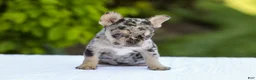 French Bulldog dogs for sale: Joy - Ad 10