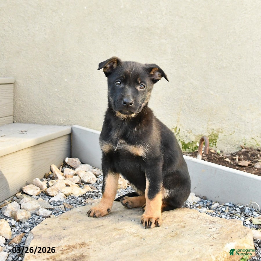 Mixed Breed dogs Sasha - Ad 1