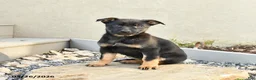Mixed Breed dogs for sale: Sasha - Ad 1