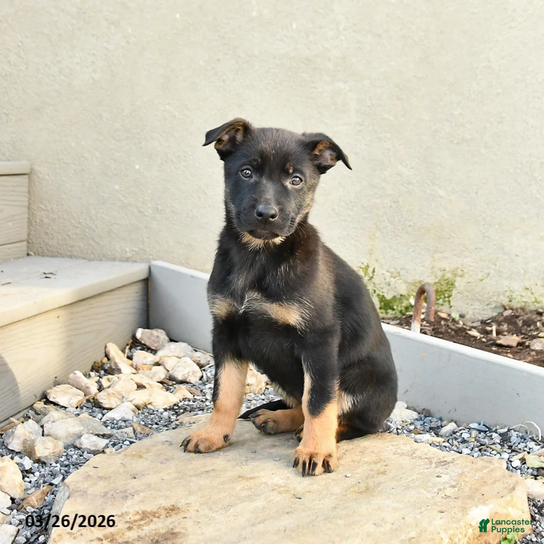 Mixed Breed dogs for sale: Sasha - Ad 1