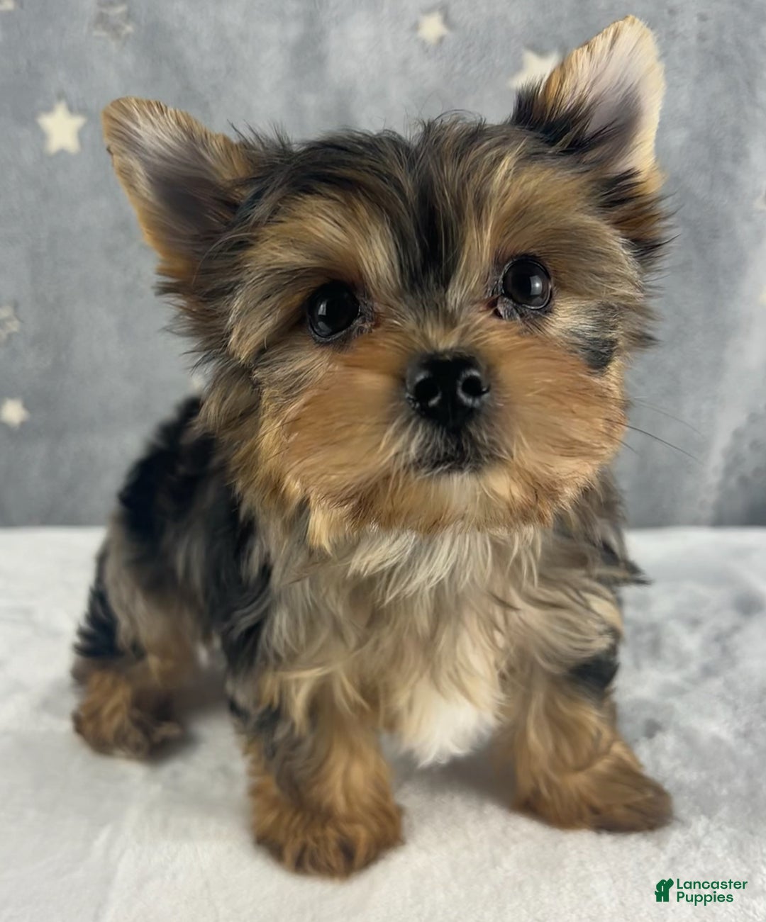 Yorkshire Terrier dogs for sale: Teddy - Ad 5