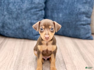 Miniature Pinscher dogs - Ad 7