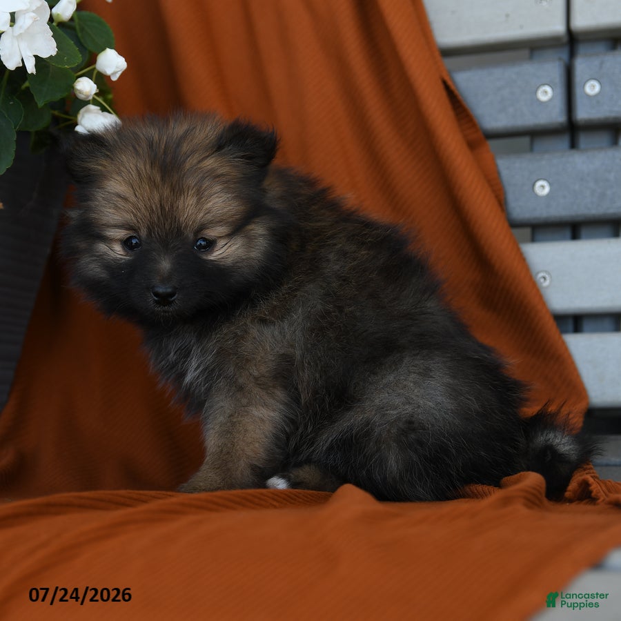Pomeranian dogs Kitkat - Ad 2