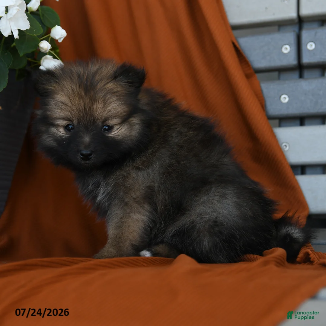 Pomeranian dogs for sale: Kitkat - Ad 2