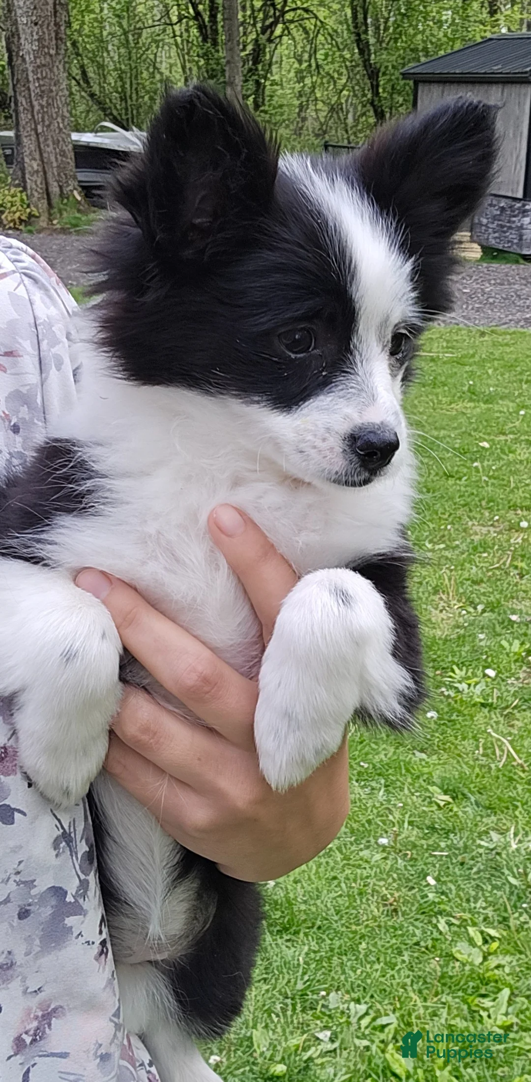 Pomapoo dogs for sale: Pomapoo Puppy 1 - Ad 1