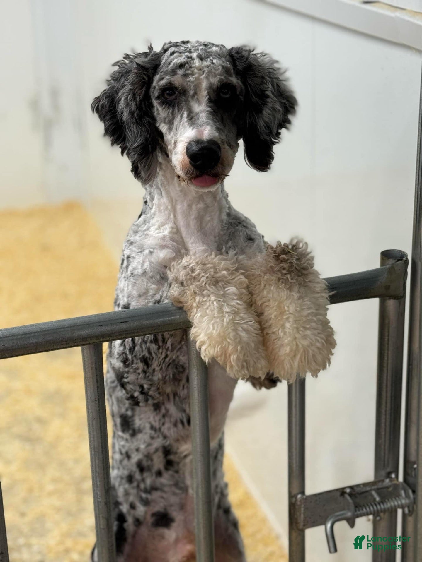 Mini Bernedoodle dogs Mini Bernadoodle Stud  - Ad 2