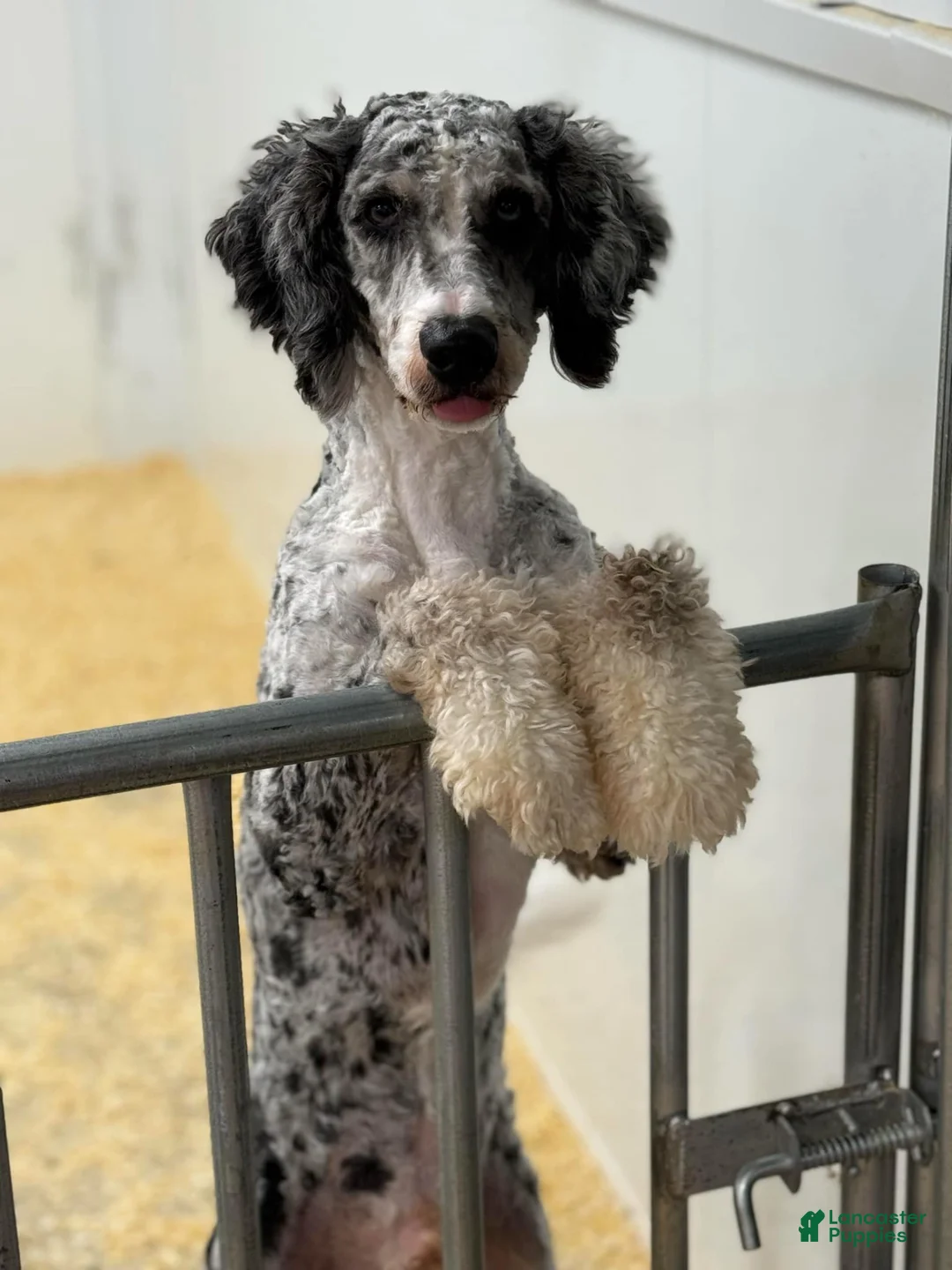 Mini Bernedoodle dogs for stud: Mini Bernadoodle Stud  - Ad 1