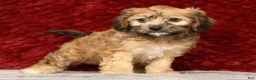 Cavapoo dogs for sale: Kenton - Ad 6