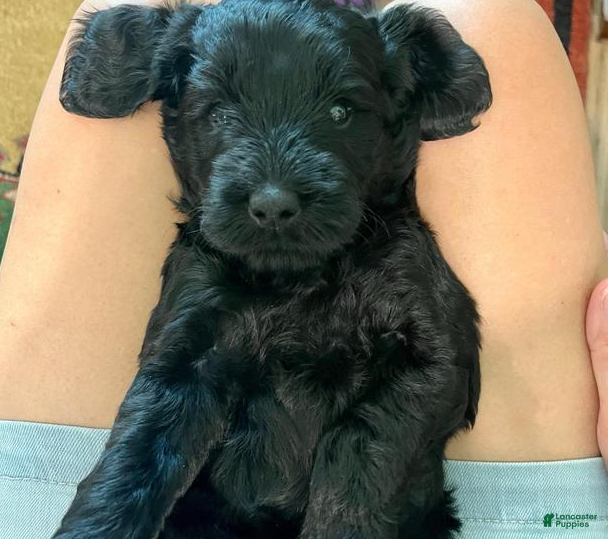 Goldendoodle dogs Scout (Green Collar) - Ad 1