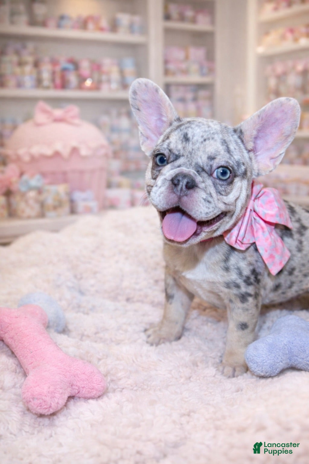 French Bulldog dogs Lulu - The Warm Soul - Ad 2