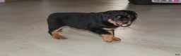 Rottweiler dogs for sale: Duke - Ad 4