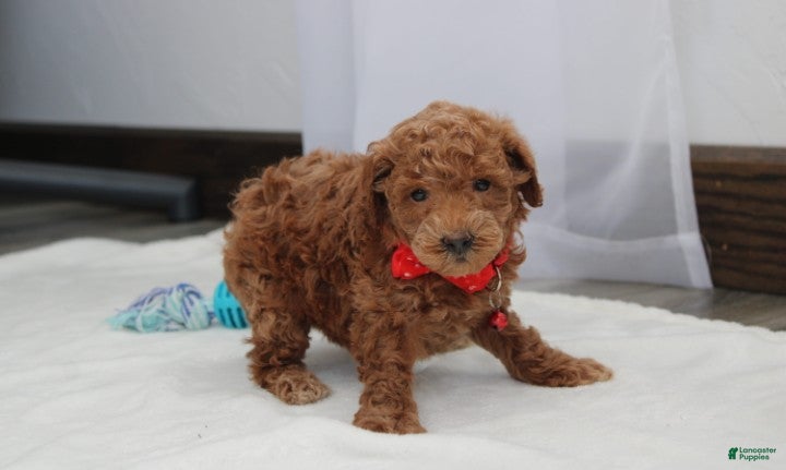 Bichpoo dogs Flynn  - Ad 2