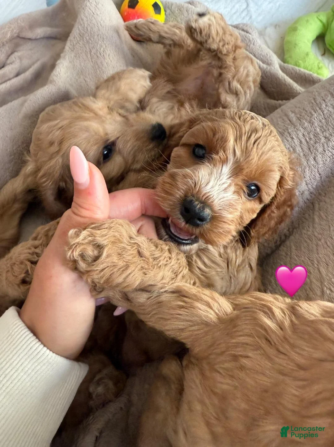 Cavapoo dogs for sale: Britney  - Ad 19