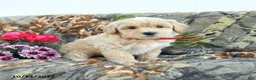 Maltipoo dogs for sale: Lizzie - Ad 2