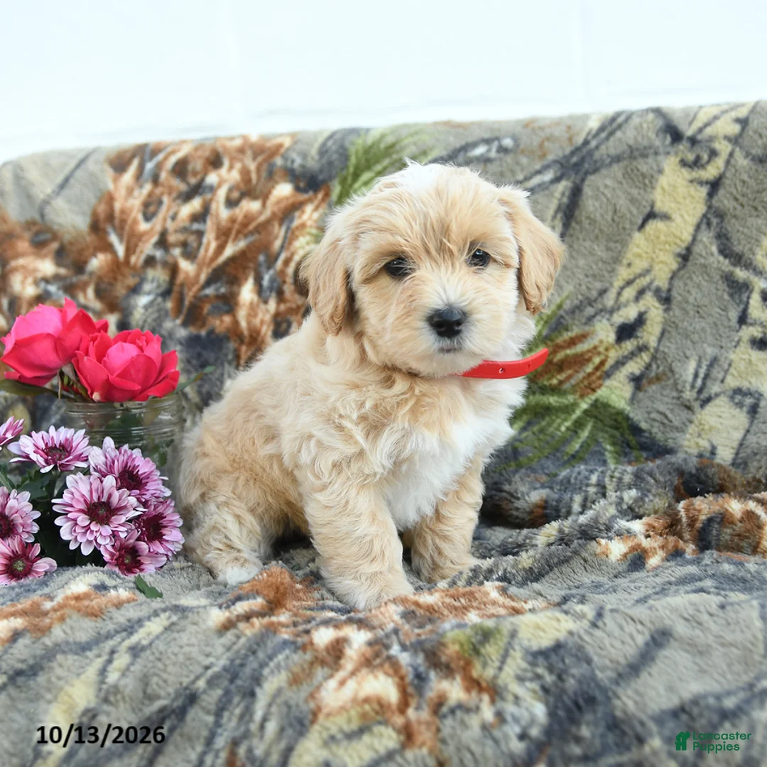 Maltipoo dogs for sale: Lizzie - Ad 2