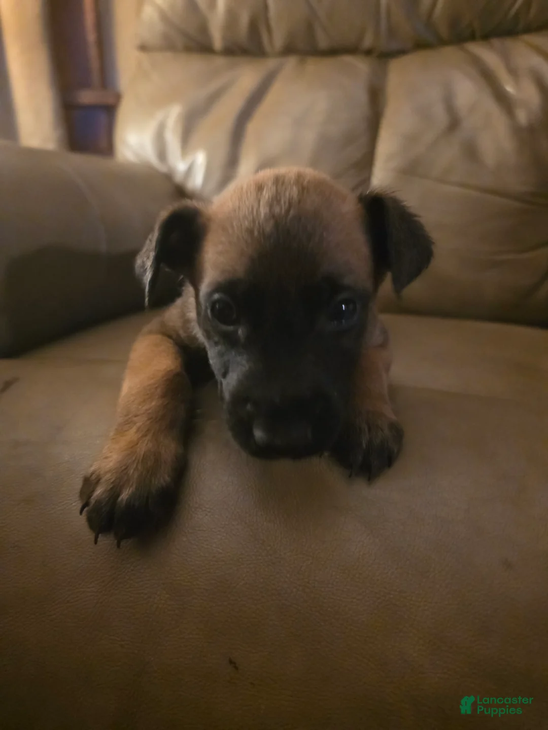 Belgian Malinois dogs for sale: Belgian Malinois 3 (pink) - Ad 1
