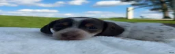 Miniature Dachshund dogs for sale: Maggie - Ad 9