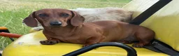 Dachshund dogs for sale: Teddy - Ad 13