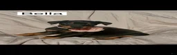 Doberman Pinscher dogs for sale: Bella - Ad 3