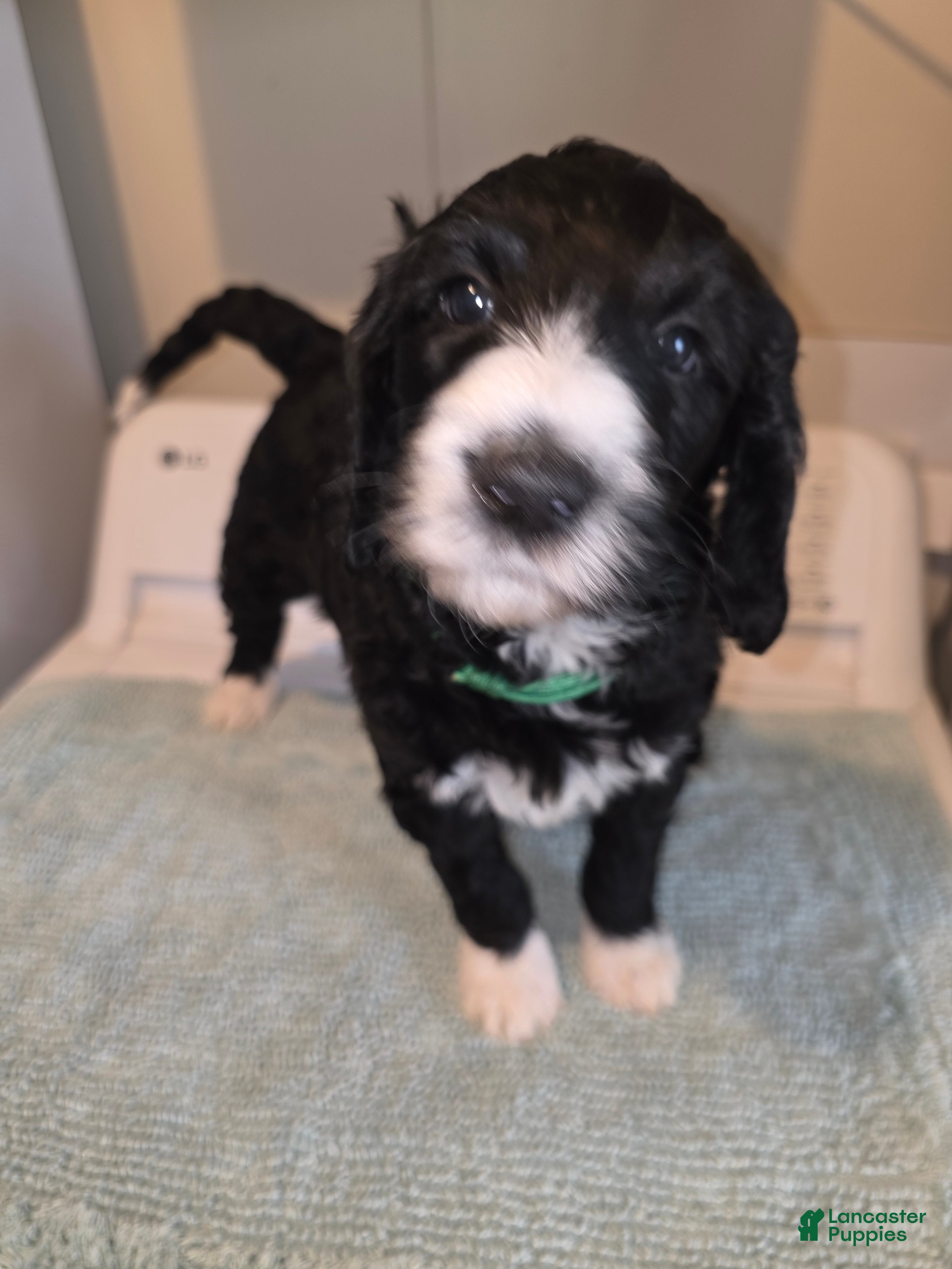 Bernedoodle dogs Forest - Ad 12