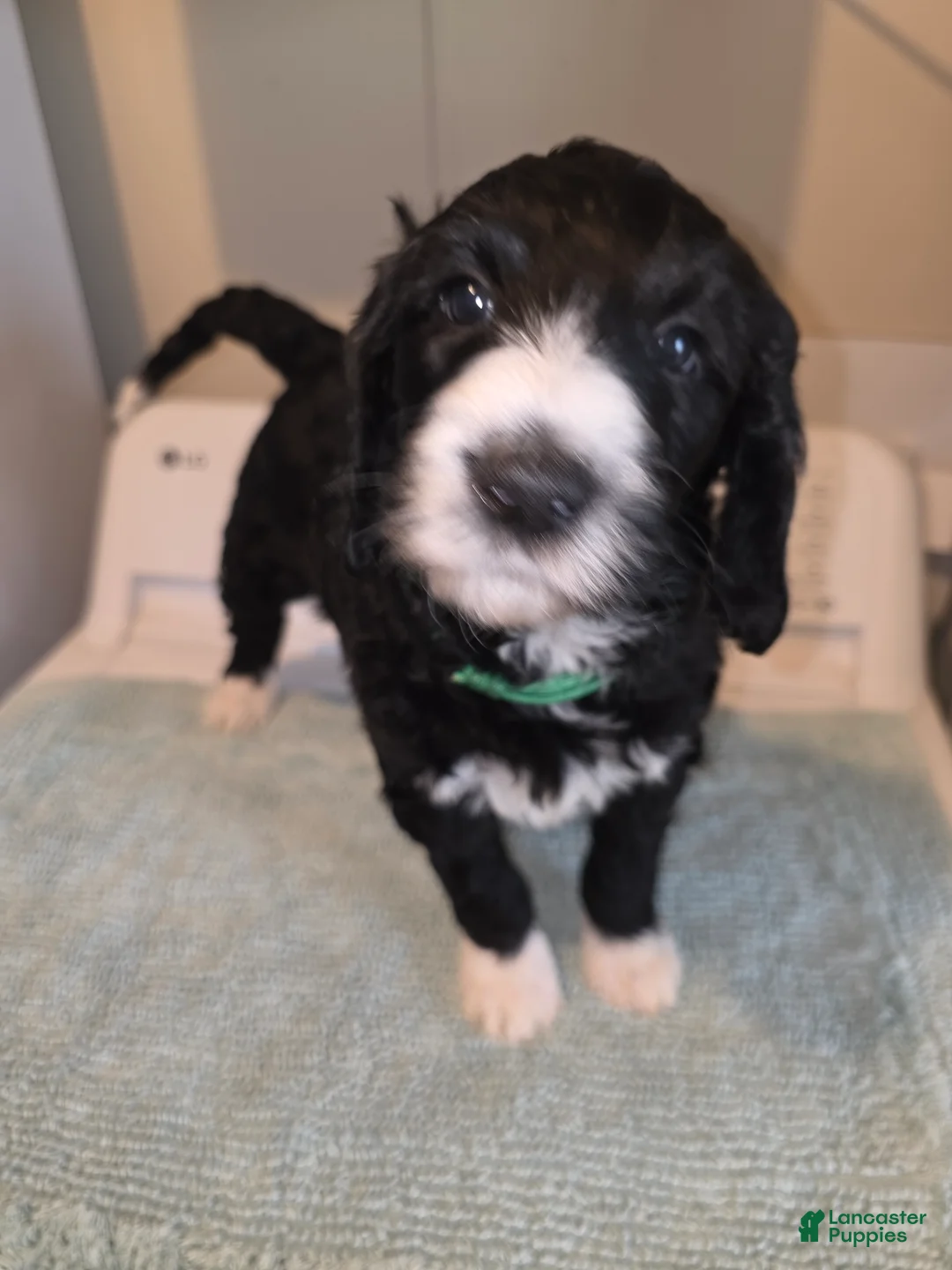 Bernedoodle dogs for sale: Forest - Ad 1