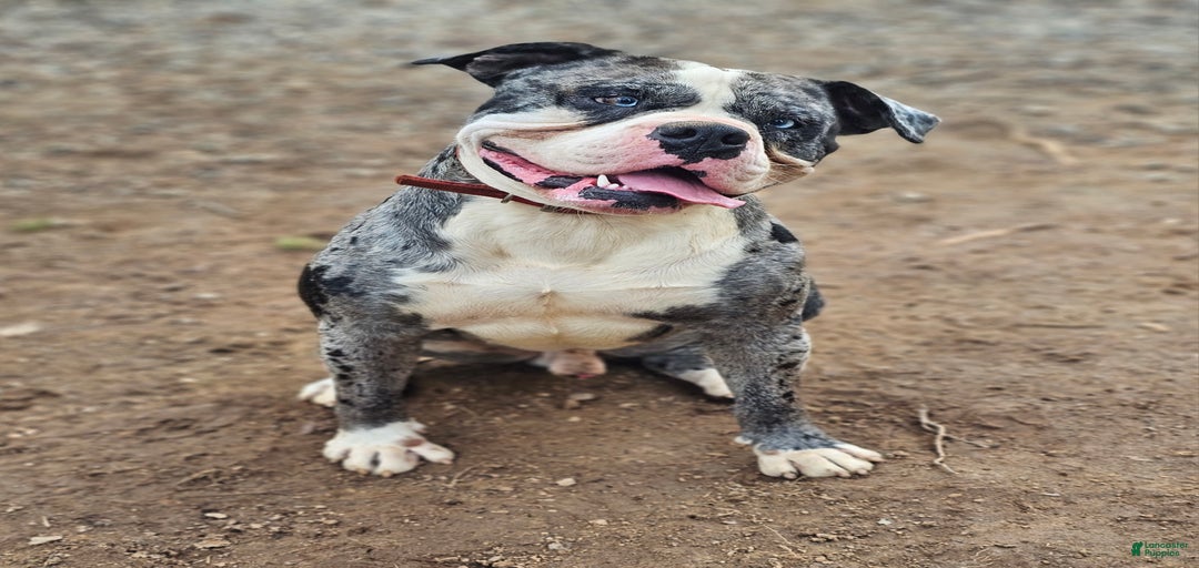 Gallery Image {{count}}