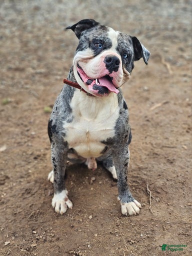 Gallery Image {{count}}