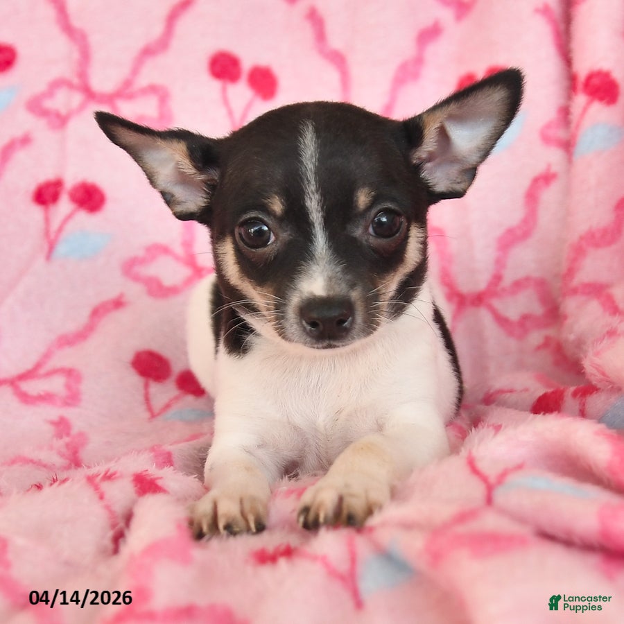 Chihuahua dogs Jake - Ad 2