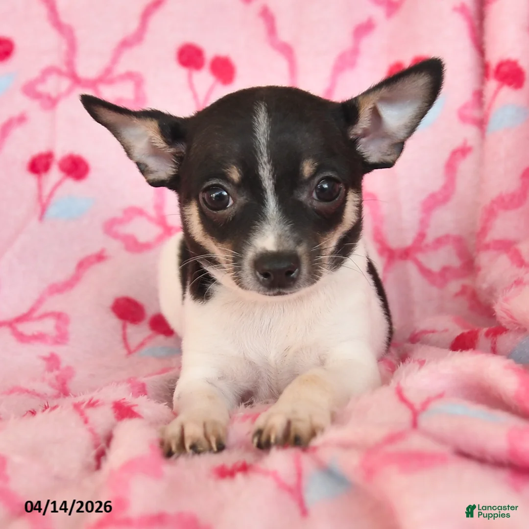 Chihuahua dogs for sale: Jake - Ad 2