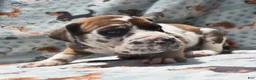 Great Dane dogs for sale: Great Dane - Purple Collar - Fawnequin - Ad 2