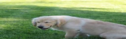Golden Retriever dogs for sale: TRAINED Ben the Golden Retriever Puppy  - Ad 8