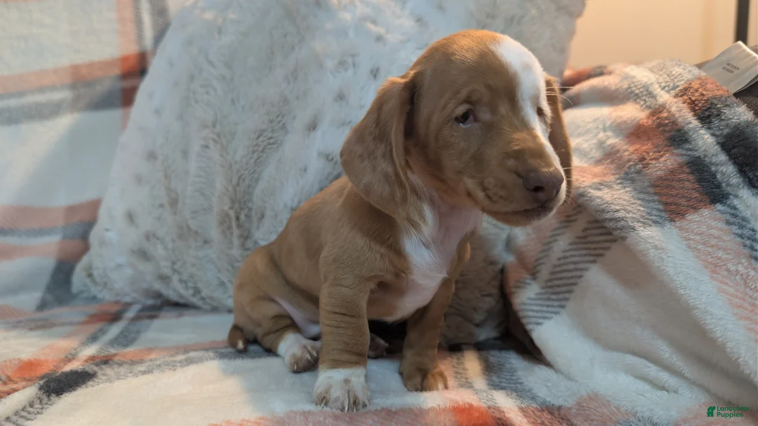 Miniature Dachshund dogs for sale: Honey  - Ad 5