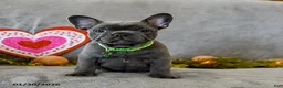 French Bulldog dogs for sale: Warrior - Ad 2
